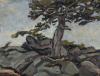 Arthur Lismer, Study for Old Pine Tree, (1920), oil on board, 30.20 x 40.60 cm, Collection of MacKenzie Art Gallery, University of Regina Collection