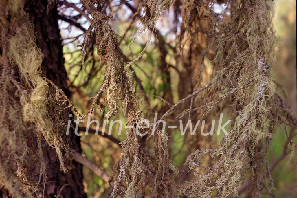 Close-up image of tree branch with an overlay of text that reads 